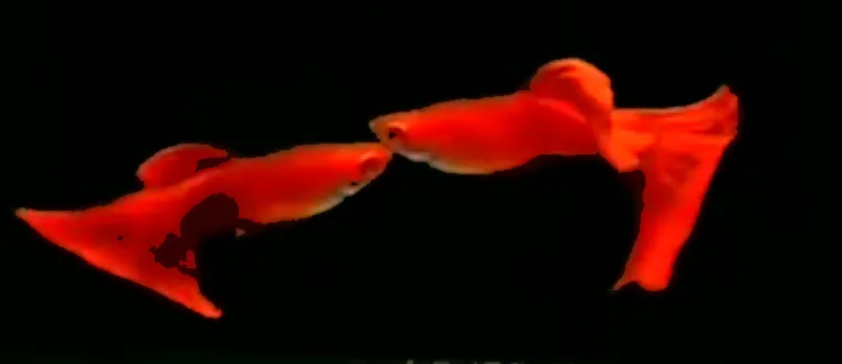 Guppy Albino Full Red - Arjan Guppy