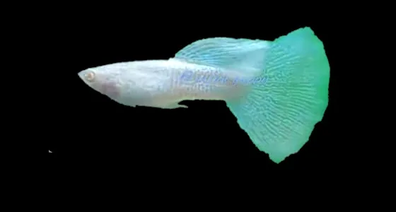 Guppy Albino Blue Lace - Arjan Guppy