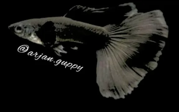 Guppy Black Moscow - Arjan Guppy