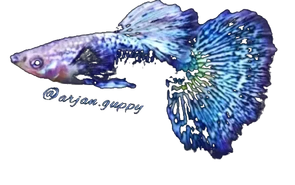 Guppy Blue Dragon - Arjan Guppy