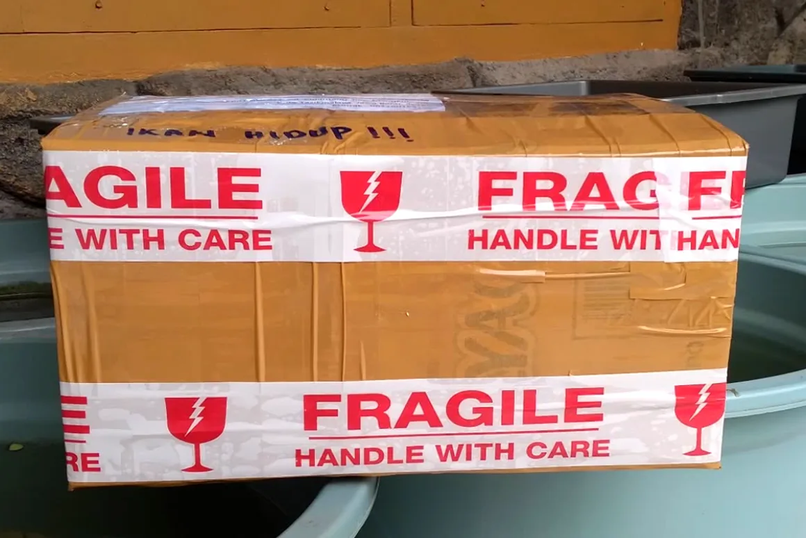 Packing ikan Arjan Guppy dengan label FRAGILE dan Handle With Care