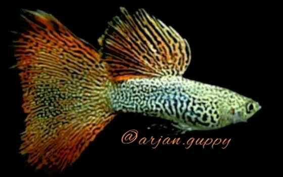 Guppy Red Lace - Arjan Guppy