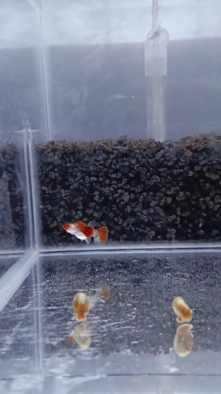 Video Blonde Tuxedo Koi - Arjan Guppy