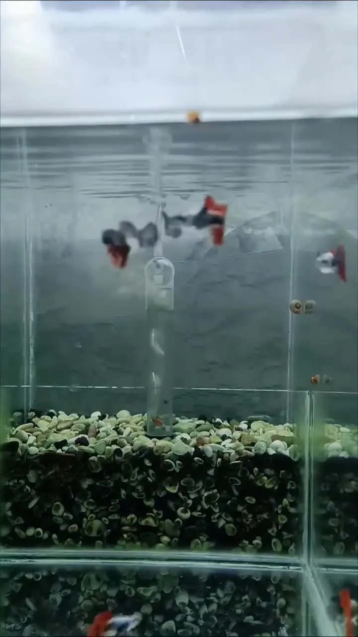Video Keseharian Farm - Arjan Guppy