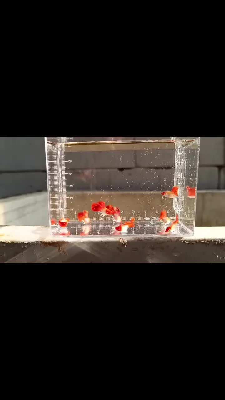 Video Arjan Guppy Farm - Arjan Guppy