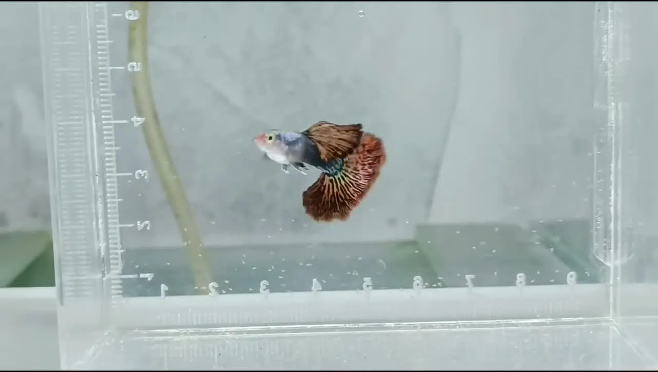 Video Platinum Red Dragon - Arjan Guppy