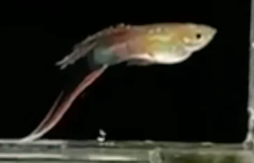 Guppy Vienna Bottom Sword - Arjan Guppy